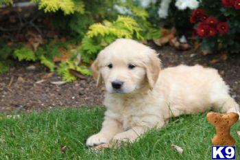 Puppies in PA